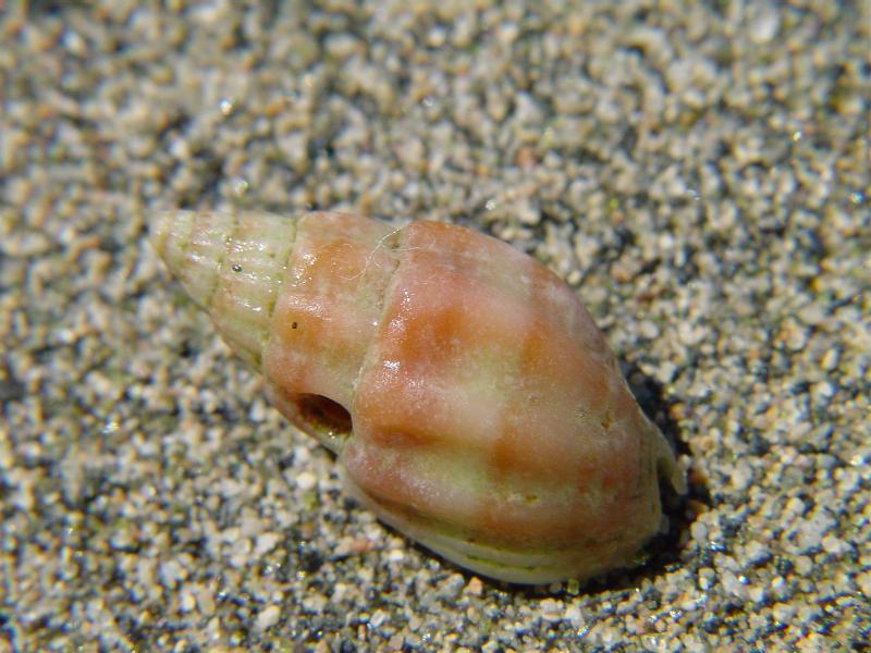 Nassarius (Hinia) nitidus